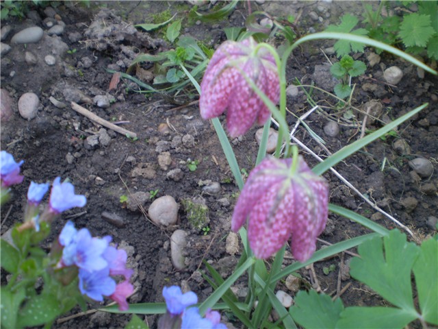 kockavica